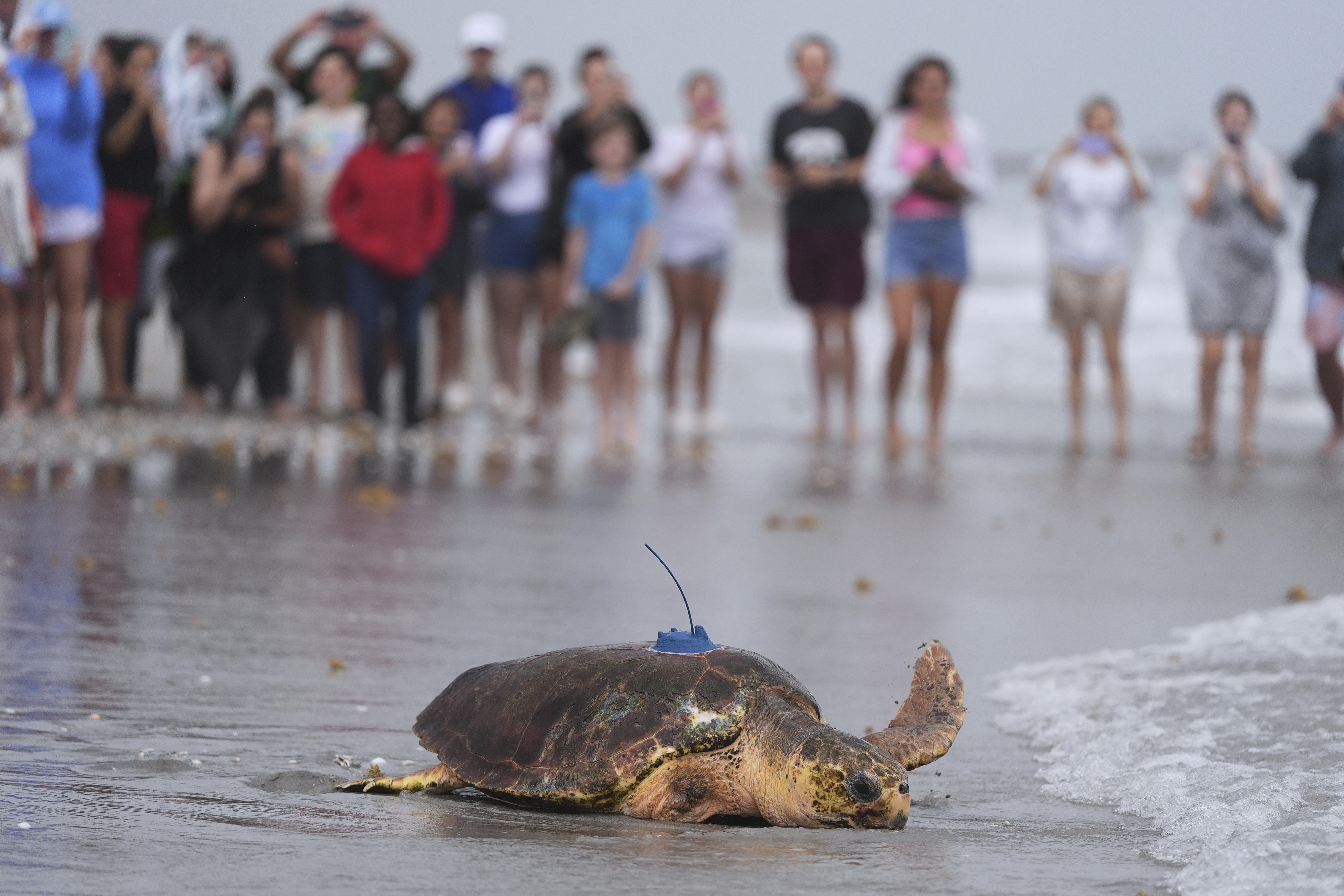 An adolescent loggerhead sea turtle named Dilly Dally, whose front flipper was amputated after she was rescued in January suffering from predator wounds, crawls toward the Atlantic Ocean after being released, on the beach in front of Loggerhead Marinelife Center in Juno Beach, Fla., Wednesday, June 4, 2025.